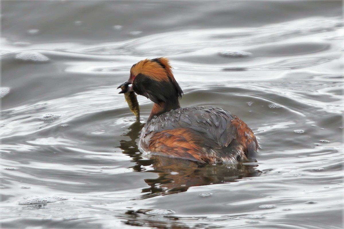 Horned Grebe - ML561137161