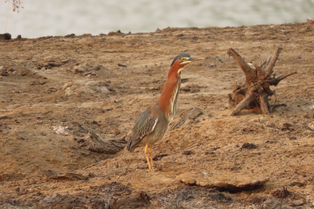 Green Heron - ML561139301