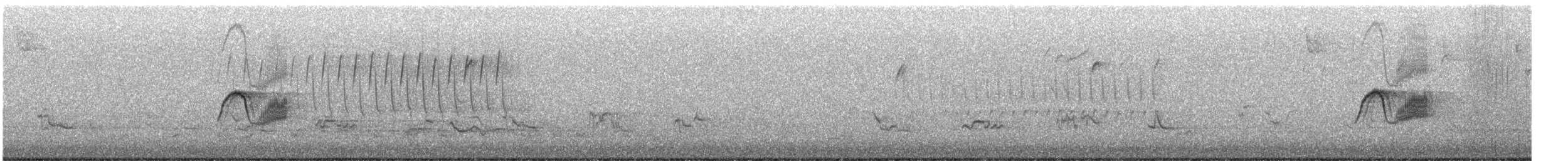 Светлобрюхий фиби - ML561139331