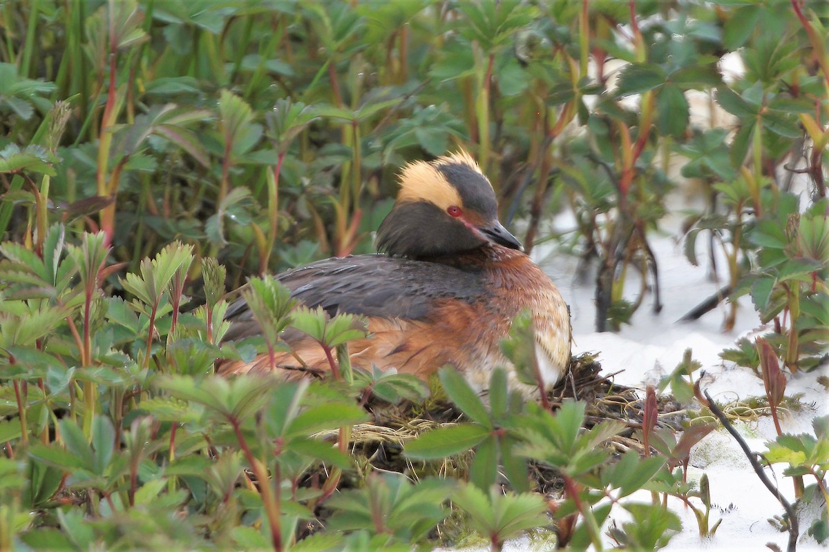 Horned Grebe - ML561139471