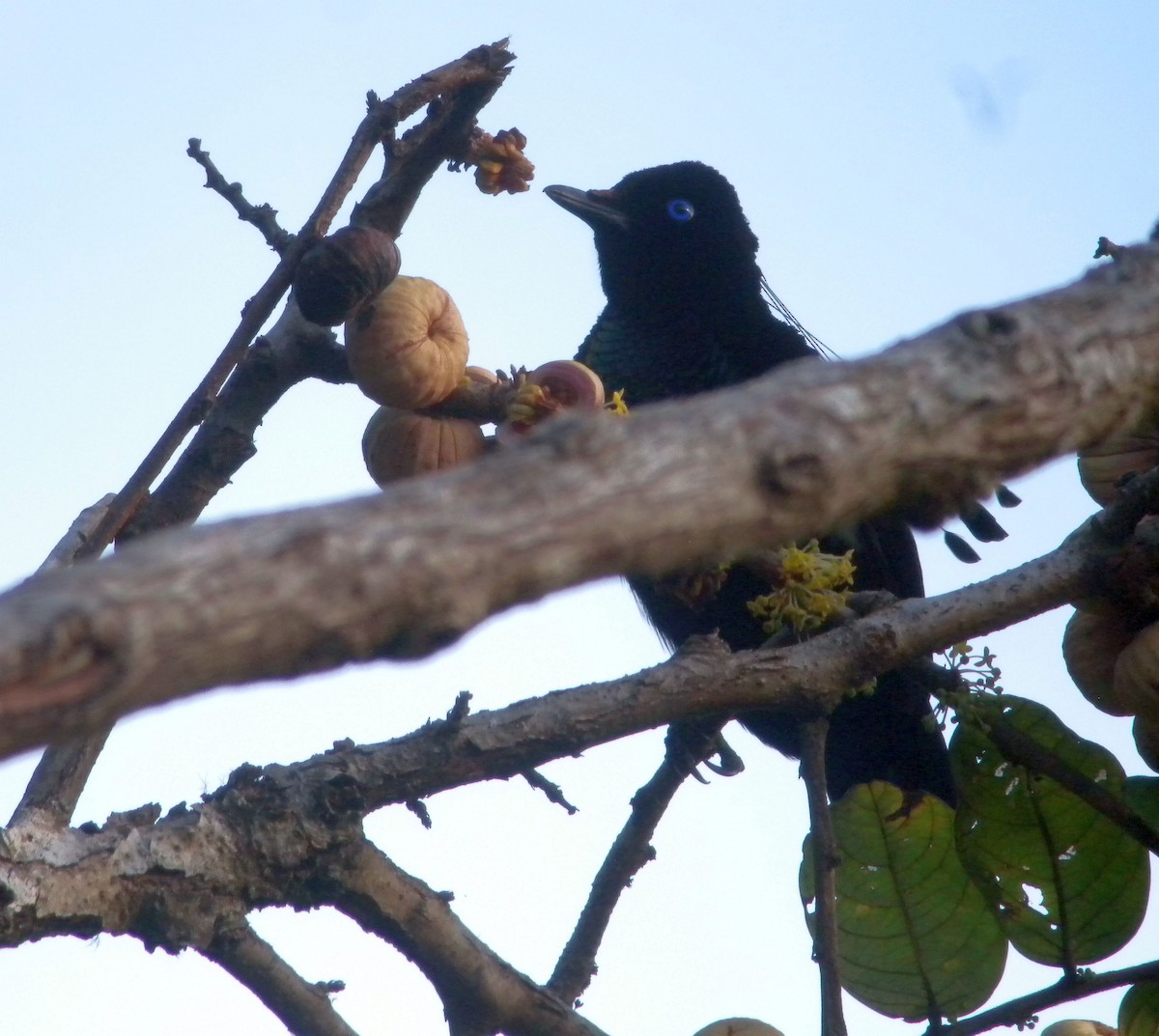 Eastern Parotia - Szabolcs Kókay