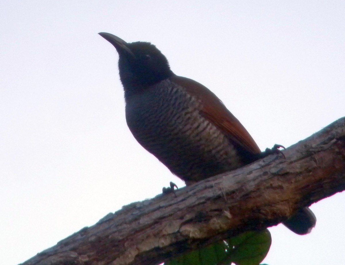 Lesser Lophorina - Szabolcs Kókay