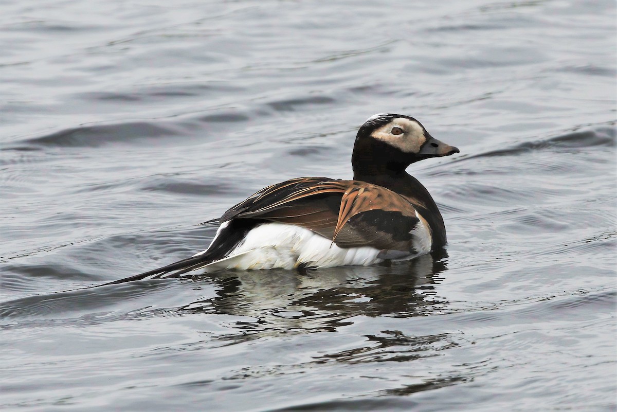 Long-tailed Duck - ML561140841
