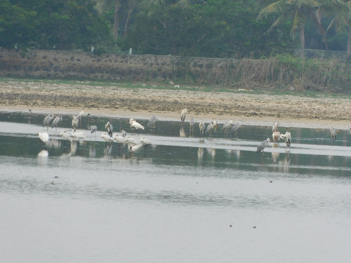 Gray Heron - Vidhya Swaminathan