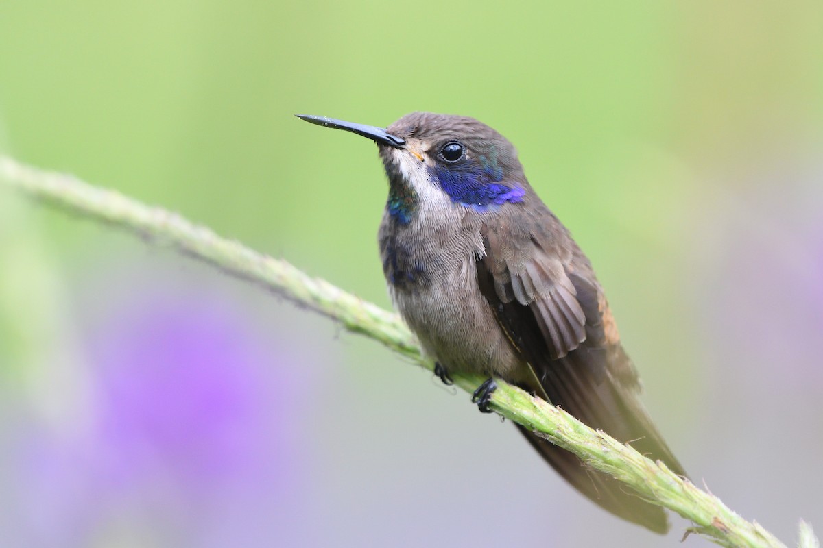 Brown Violetear - Alexandre Terrigeol