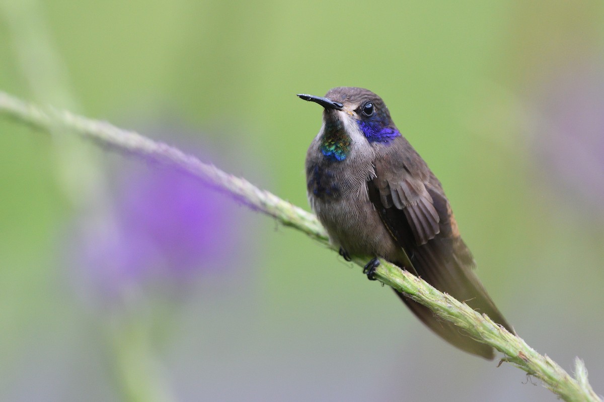 Brown Violetear - Alexandre Terrigeol