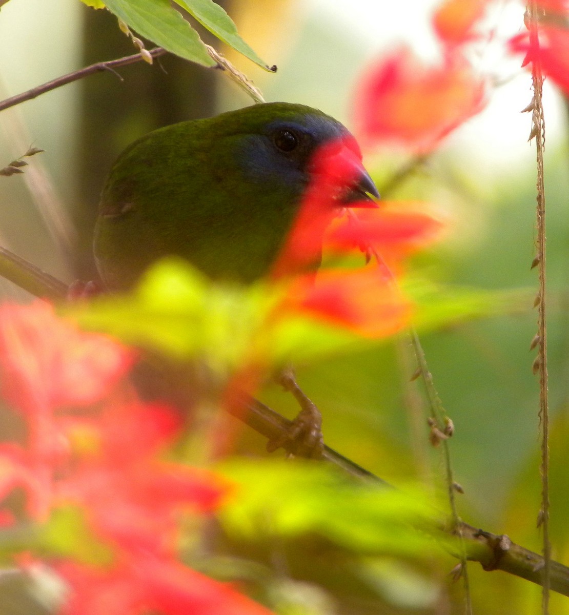 Blue-faced Parrotfinch - ML561142331