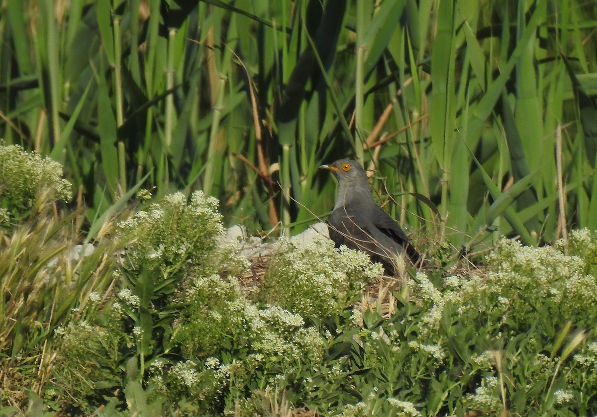 Common Cuckoo - ML561144141