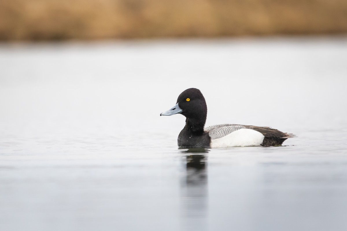 Lesser Scaup - ML561145981