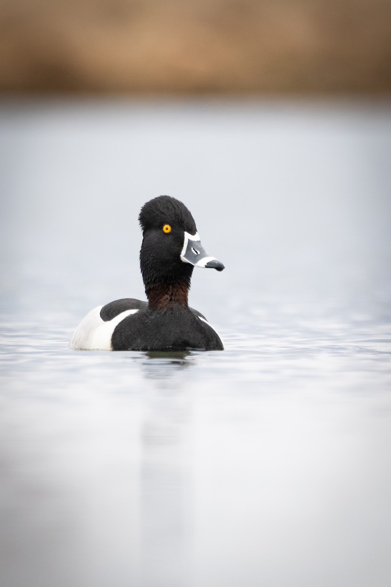 Ring-necked Duck - ML561146431