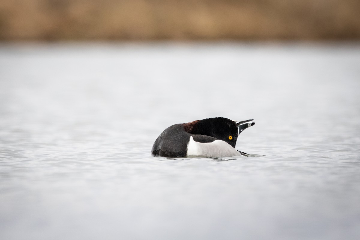 Ring-necked Duck - Davin MacAskill