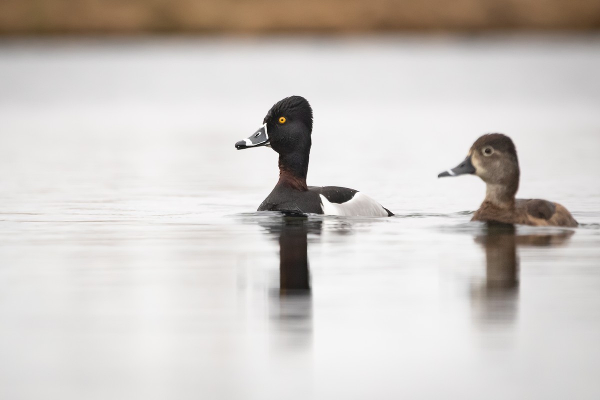 Ring-necked Duck - Davin MacAskill