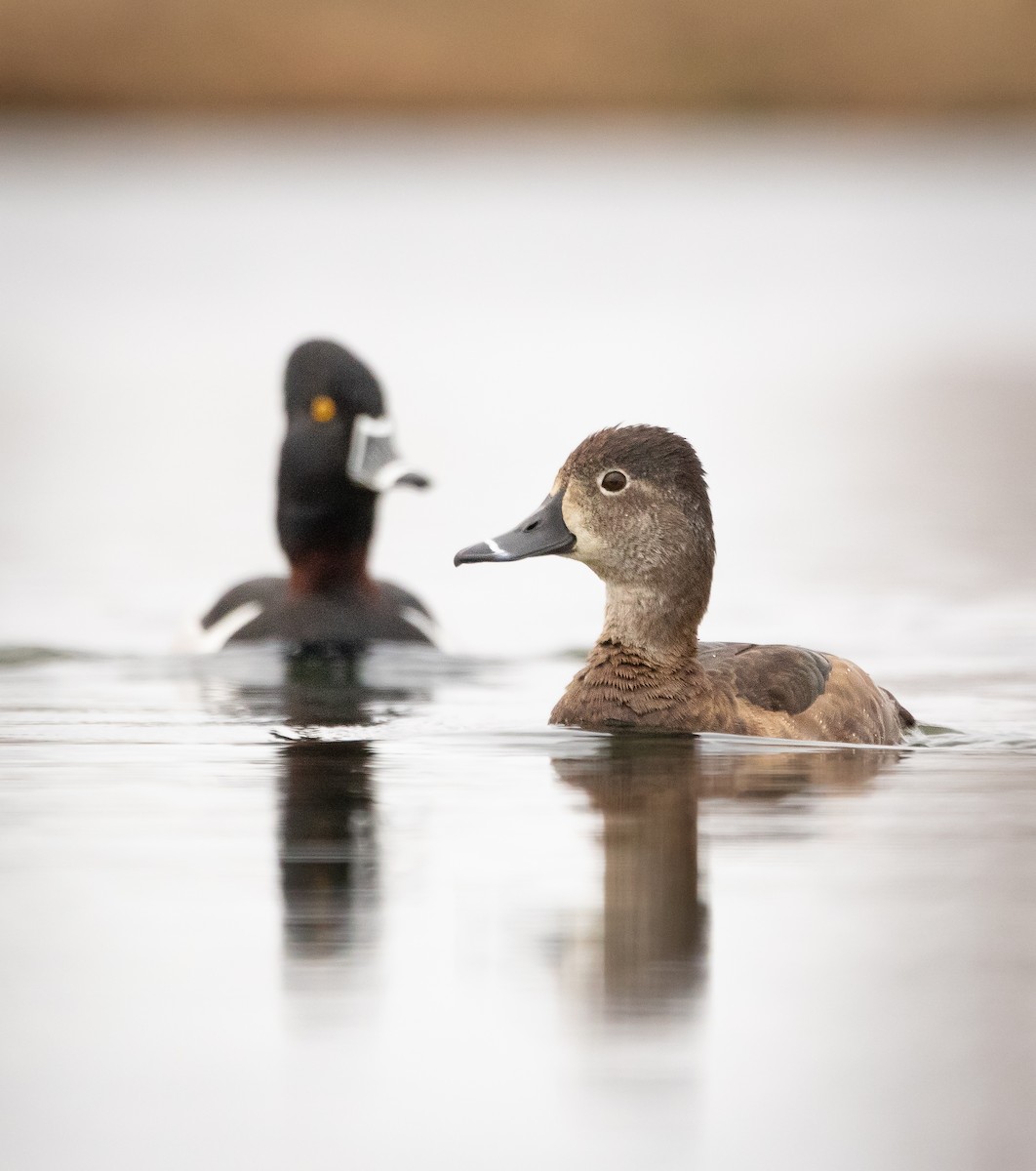 Ring-necked Duck - ML561146461