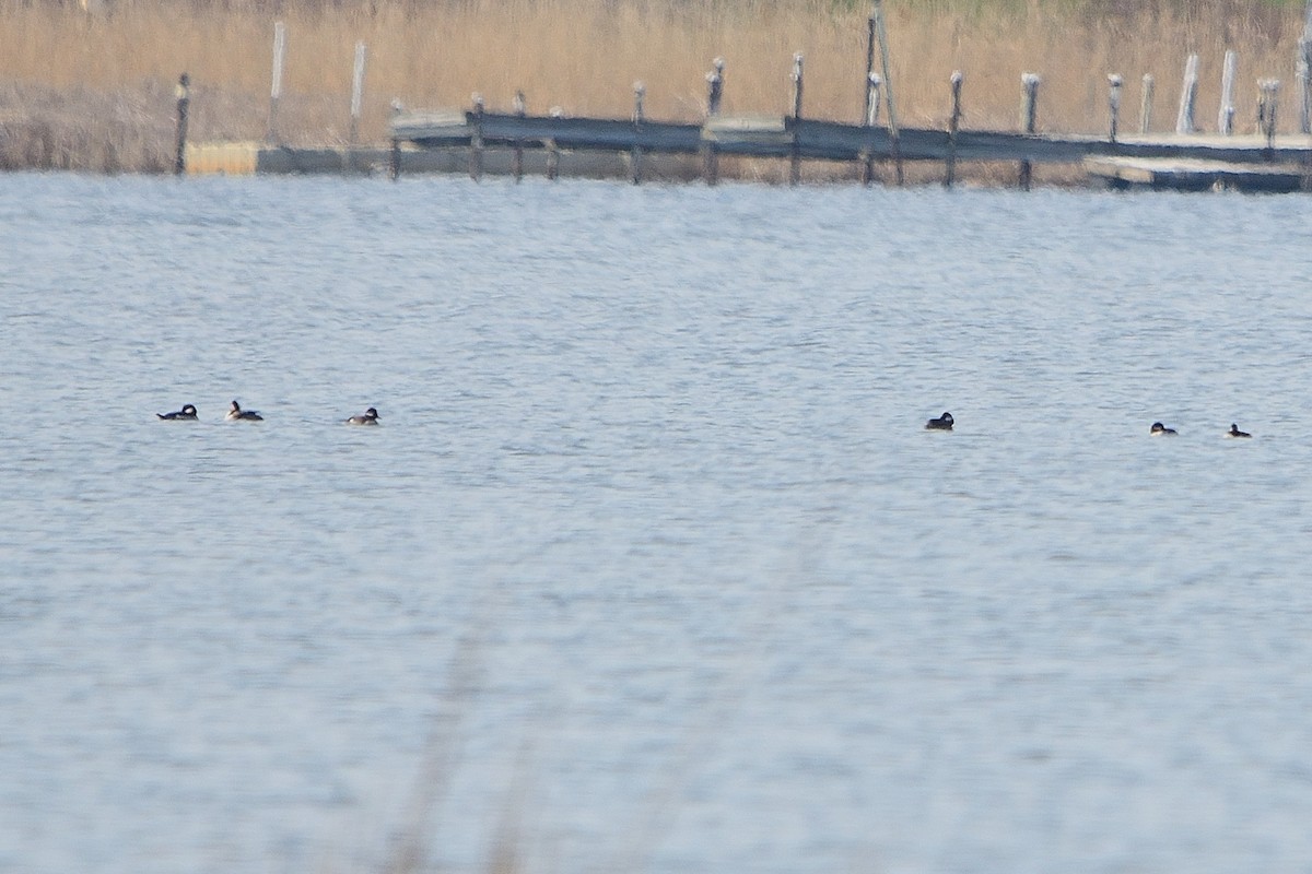 Bufflehead - John Gordinier