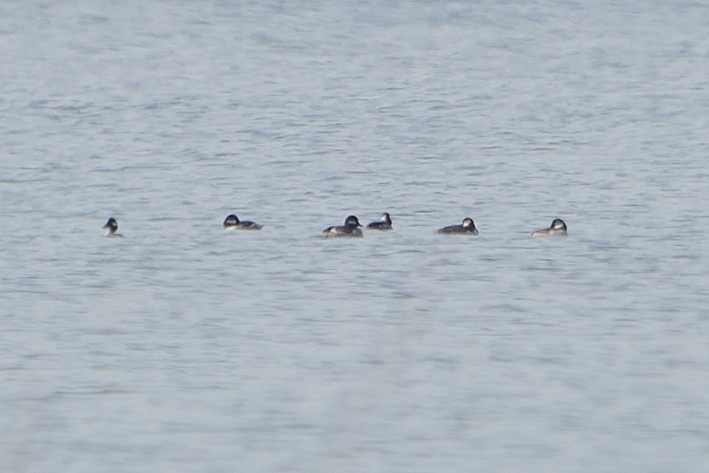 Bufflehead - John Gordinier