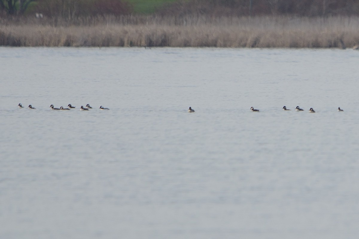 Bufflehead - ML561146641