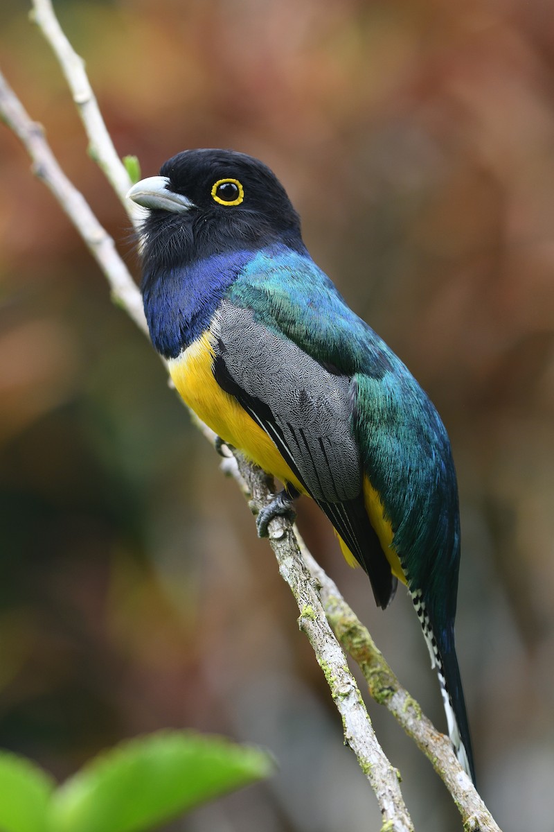 Gartered Trogon - ML561146811