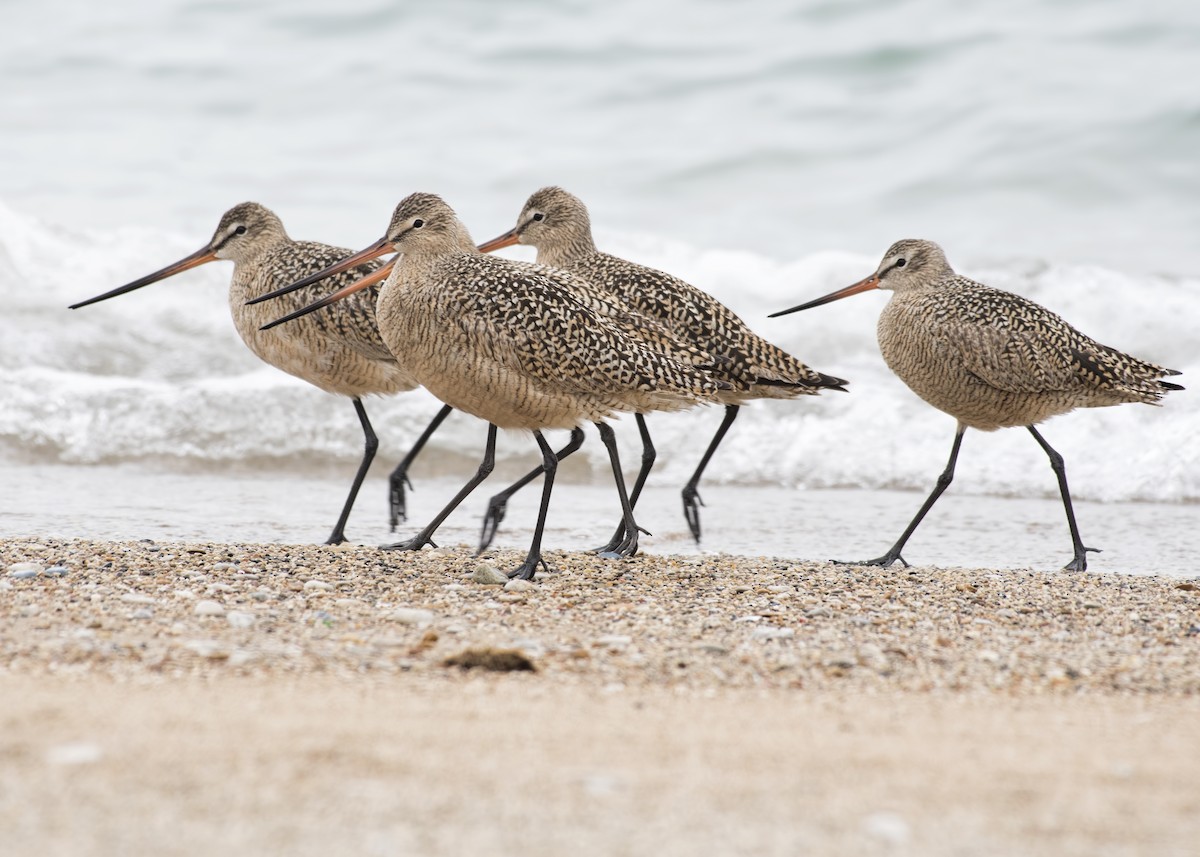 Marbled Godwit - ML56115021