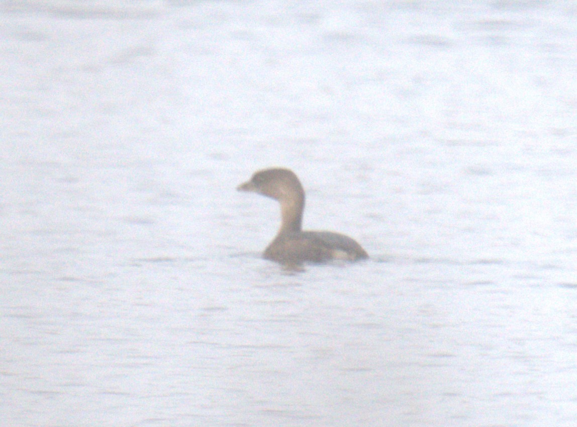 Pied-billed Grebe - ML561150441