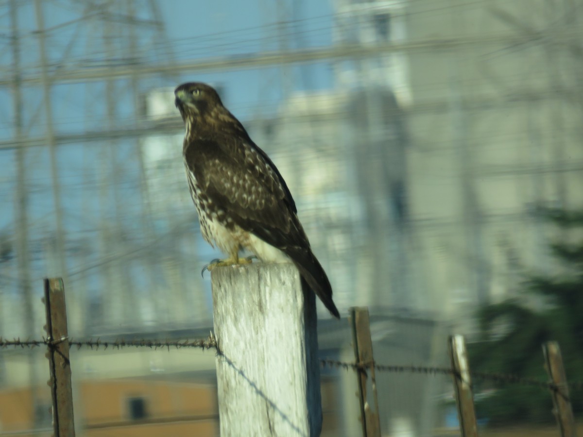 Red-tailed Hawk - ML561152841