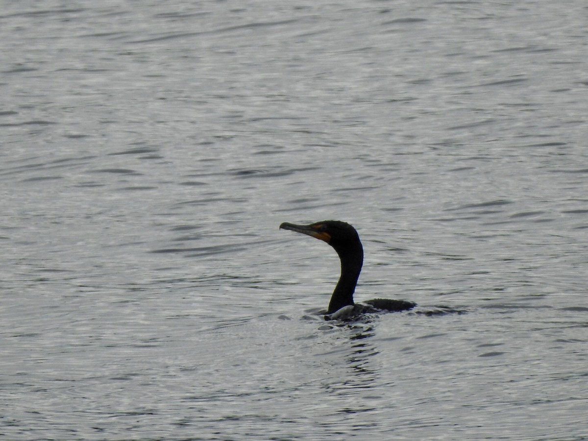 Double-crested Cormorant - ML561154231