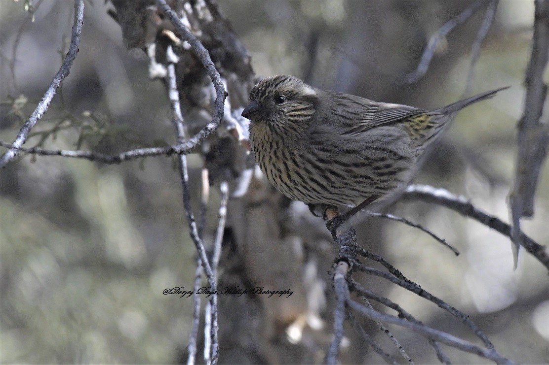 Himalayan White-browed Rosefinch - ML561154411