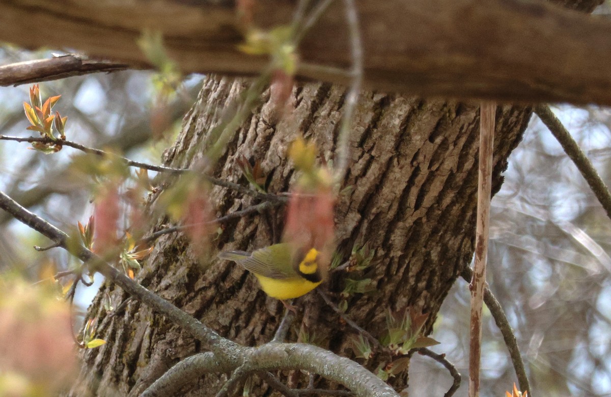 Hooded Warbler - Colette and Kris Jungbluth