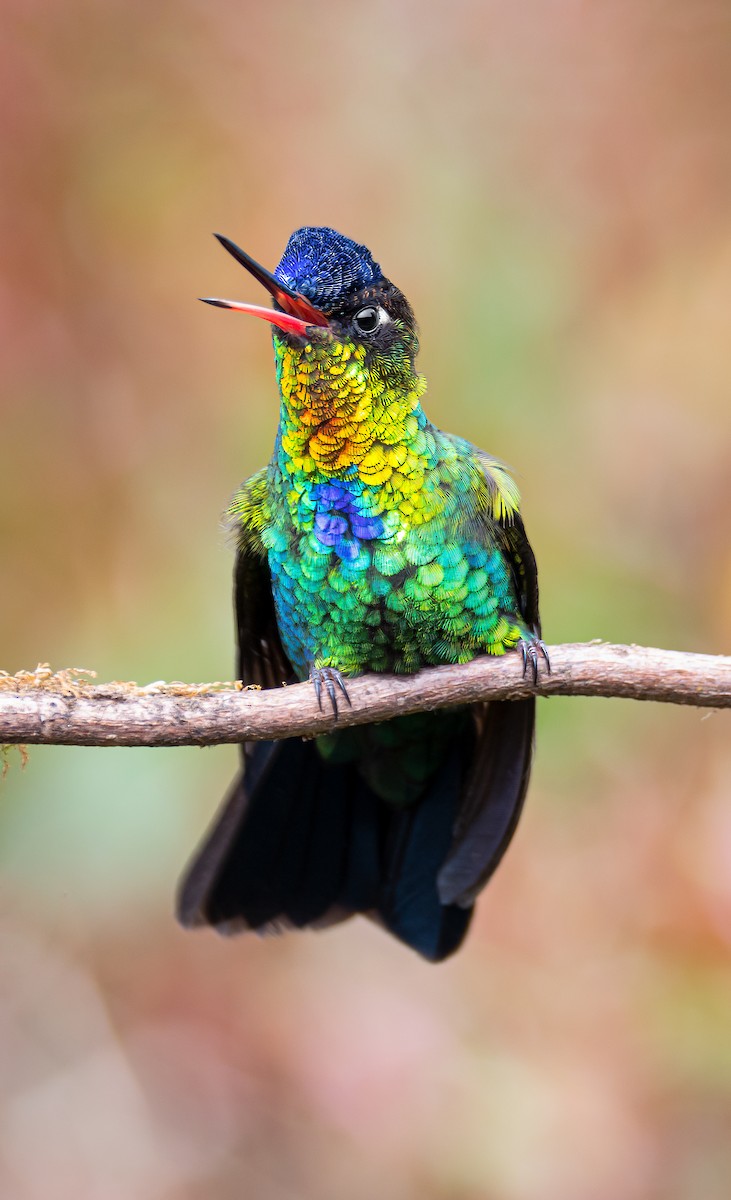 Fiery-throated Hummingbird - ML561156341