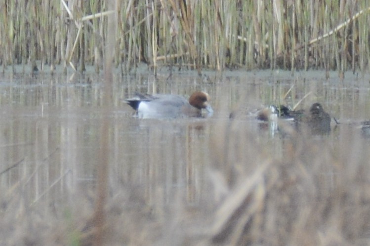 Eurasian Wigeon - ML561156781