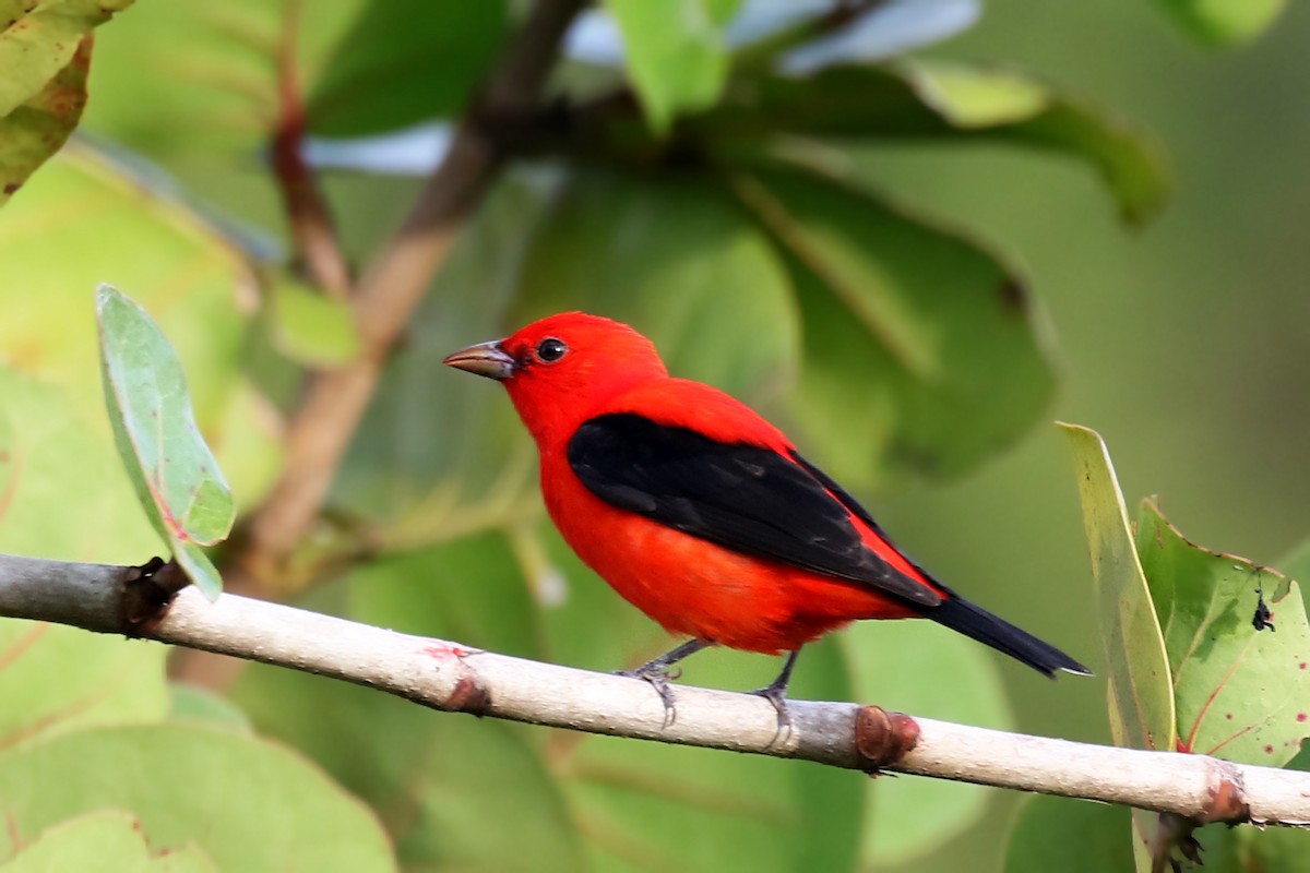 Scarlet Tanager - ML561157861
