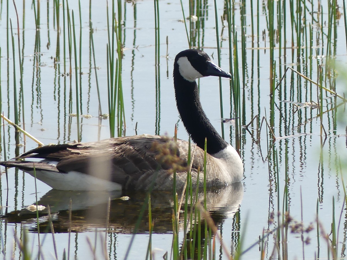 Canada Goose - ML561157931