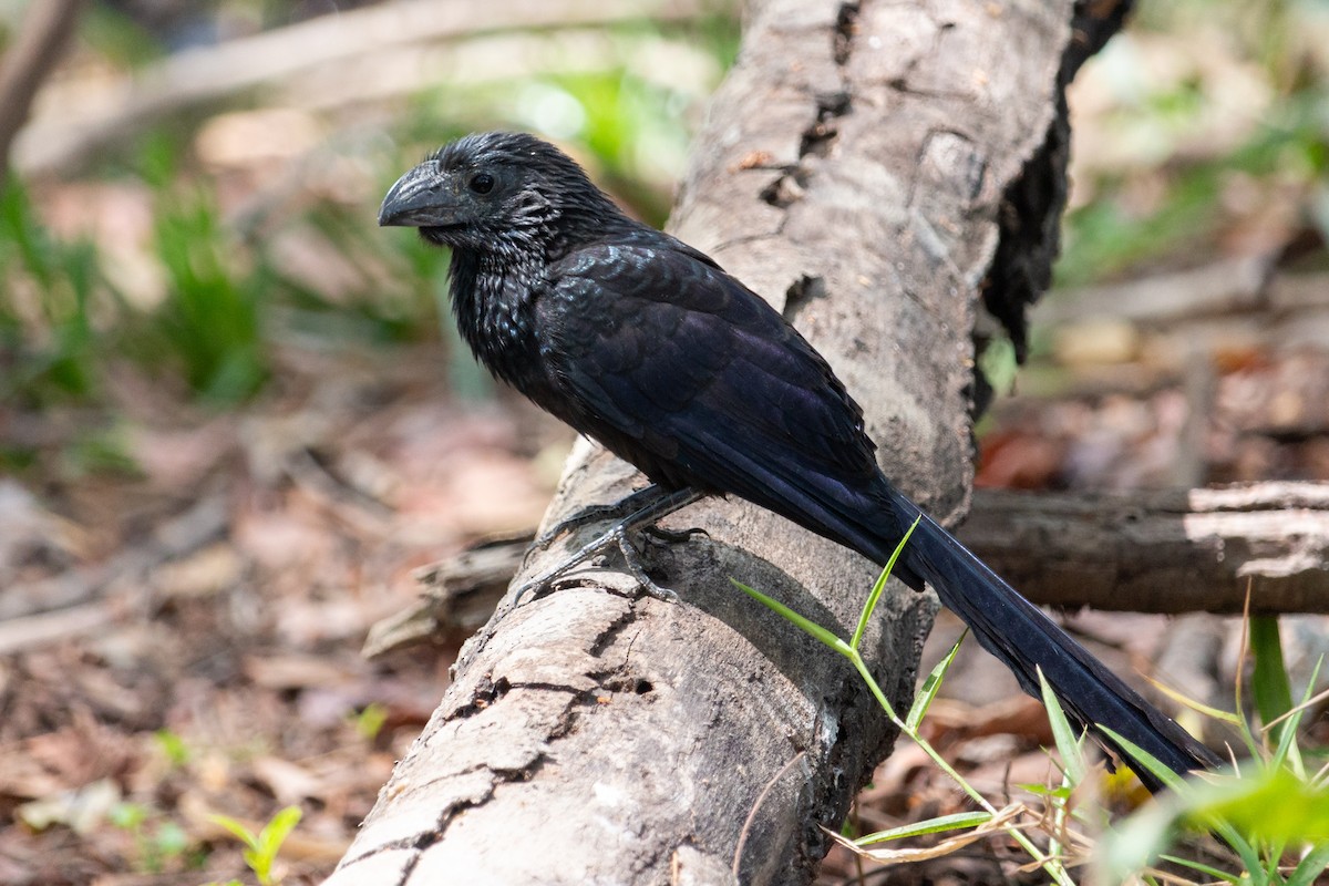 Groove-billed Ani - Oswaldo Hernández Sánchez