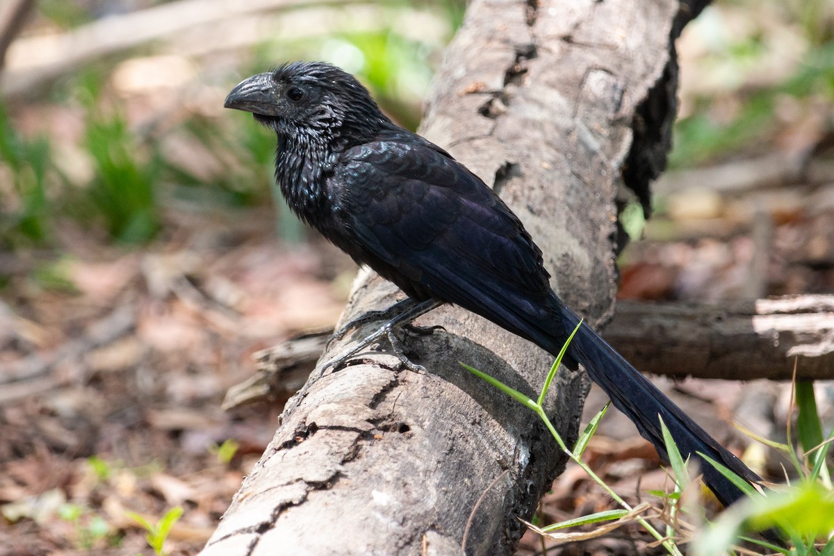 Groove-billed Ani - Oswaldo Hernández Sánchez