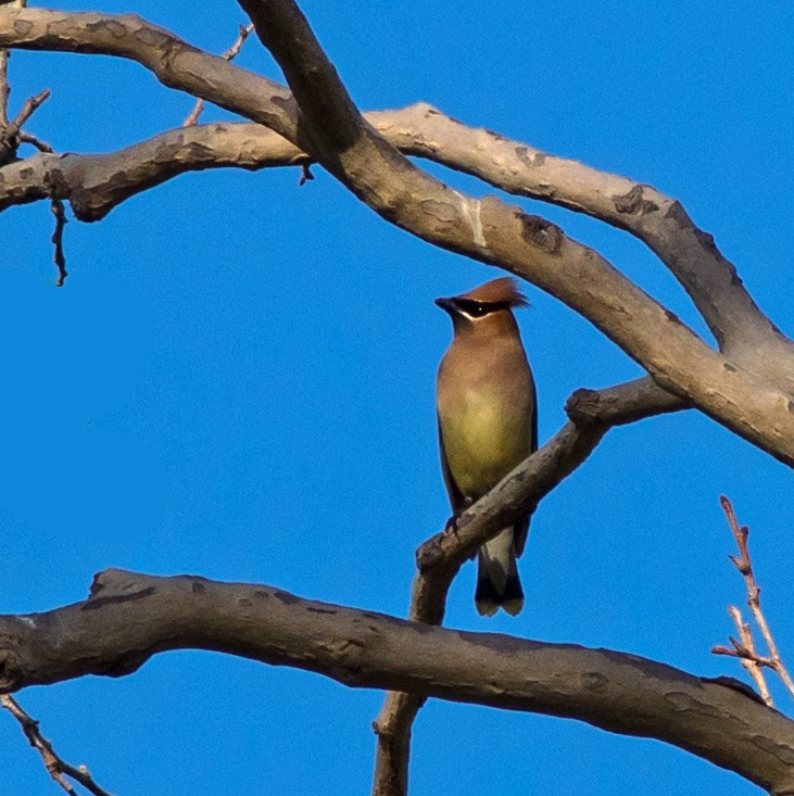 Cedar Waxwing - ML56116061