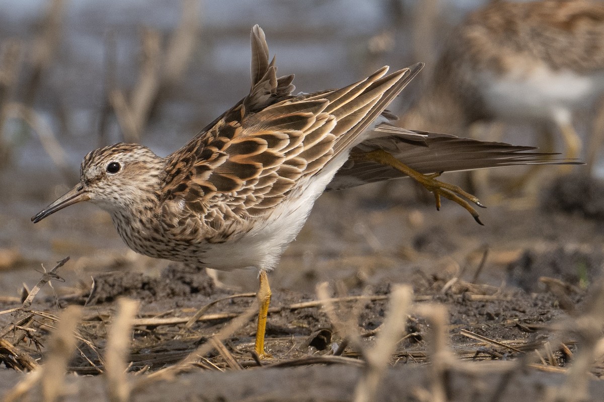 Pectoral Sandpiper - Mark Parker