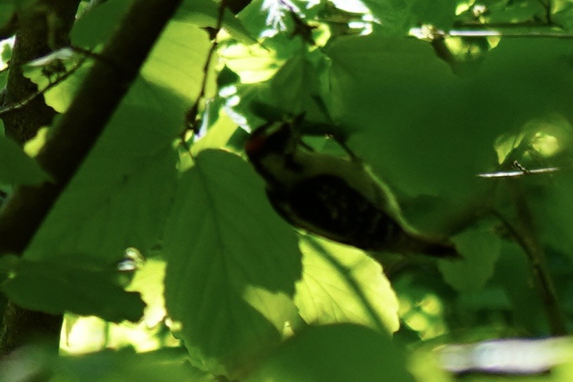 Downy Woodpecker - ML561161301