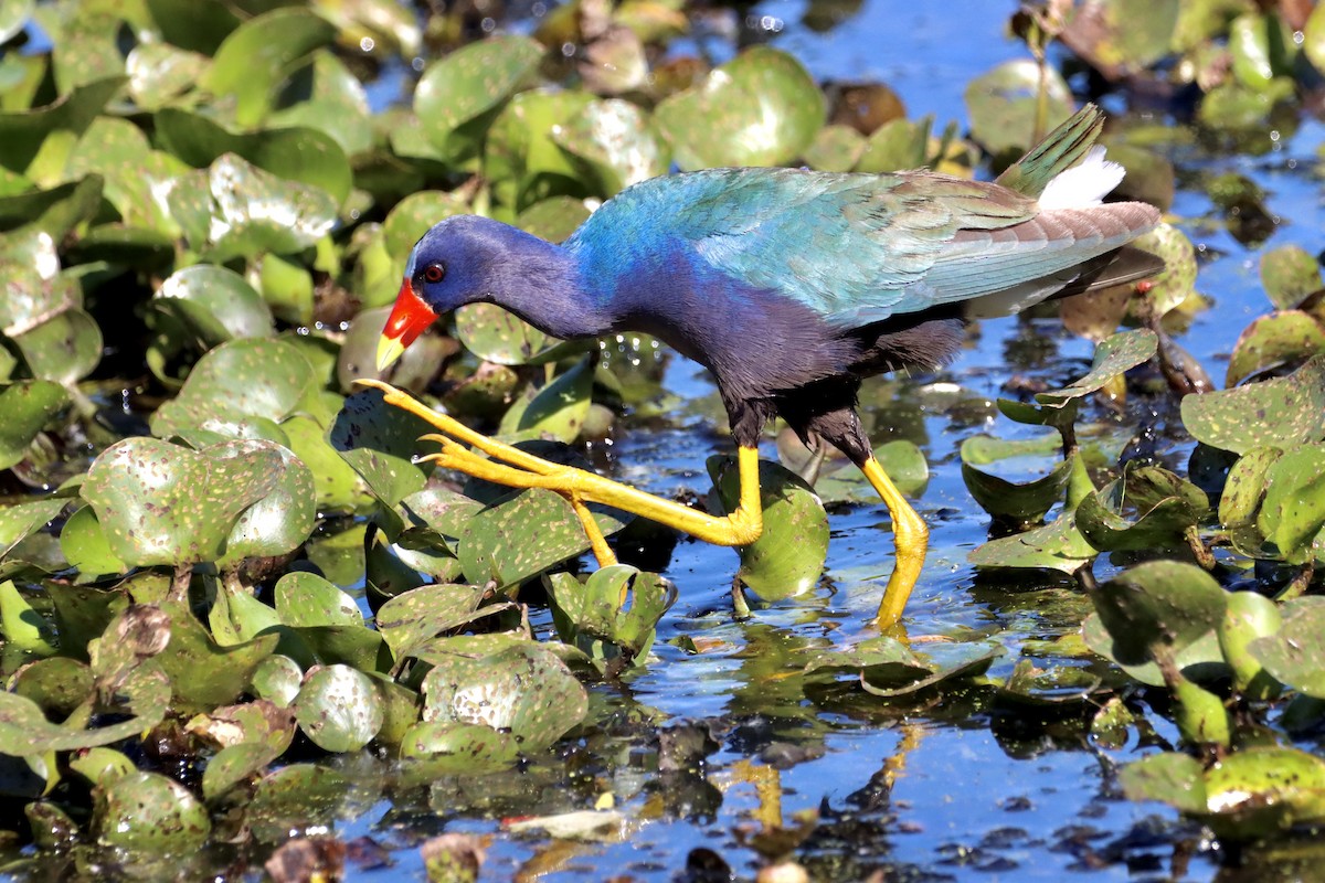 Purple Gallinule - Robbin Mallett