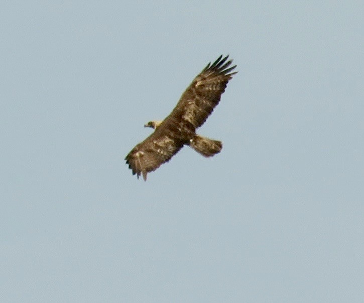 Golden Eagle - Petra Clayton