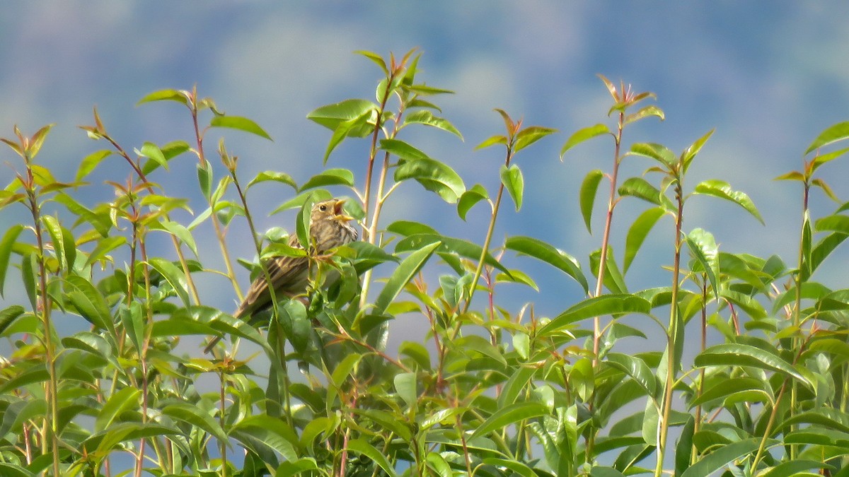 Corn Bunting - Andres J.S. Carrasco