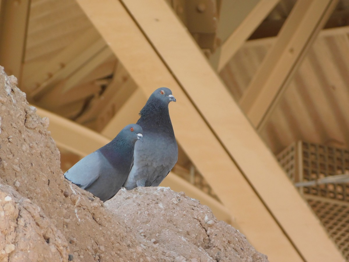 Rock Pigeon (Feral Pigeon) - ML561165791
