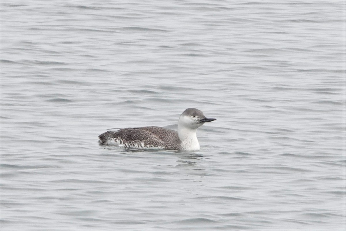 Red-throated Loon - ML561165851
