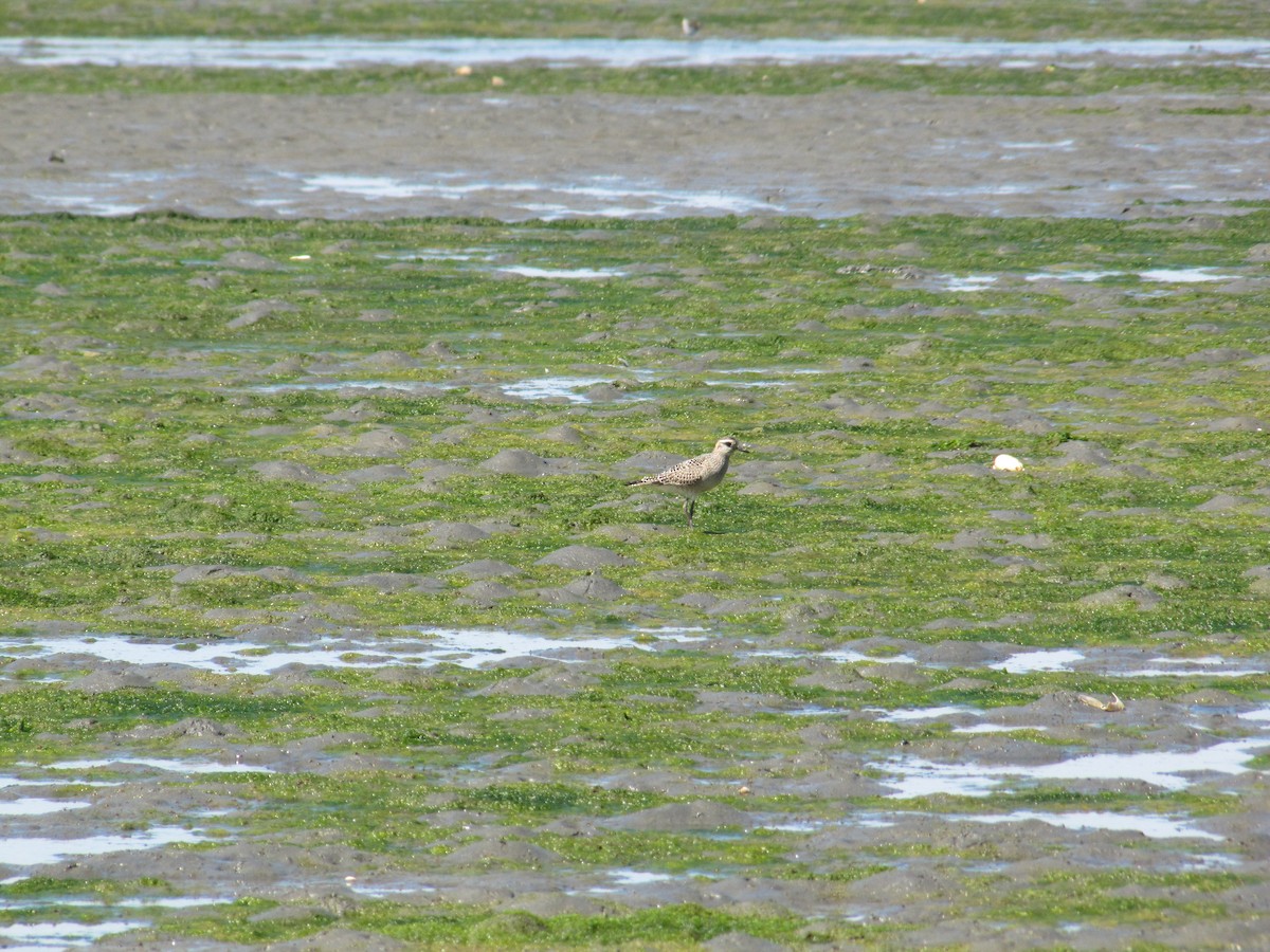 American Golden-Plover - ML56116641