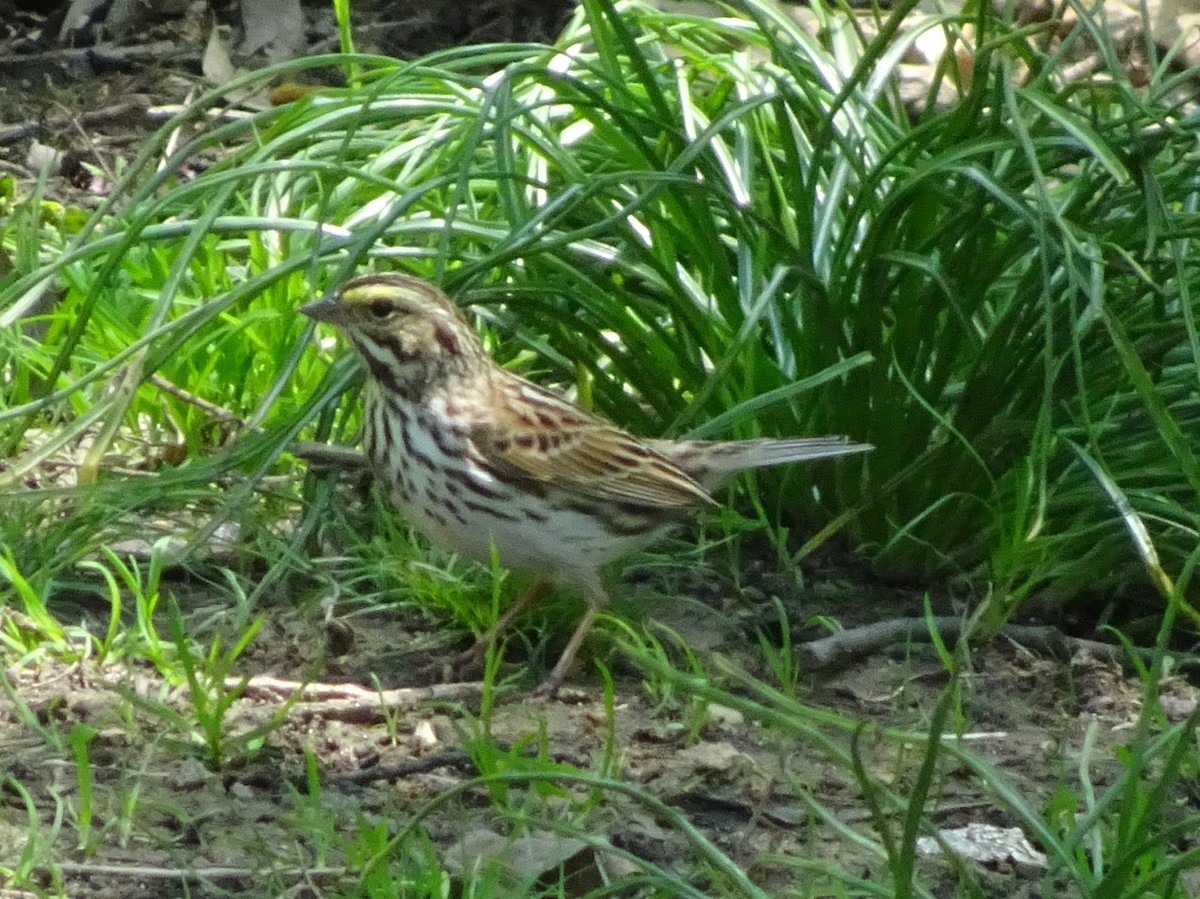 Savannah Sparrow - ML56116671