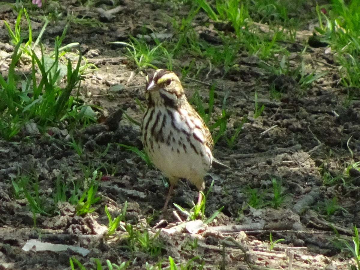 Savannah Sparrow - ML56116681