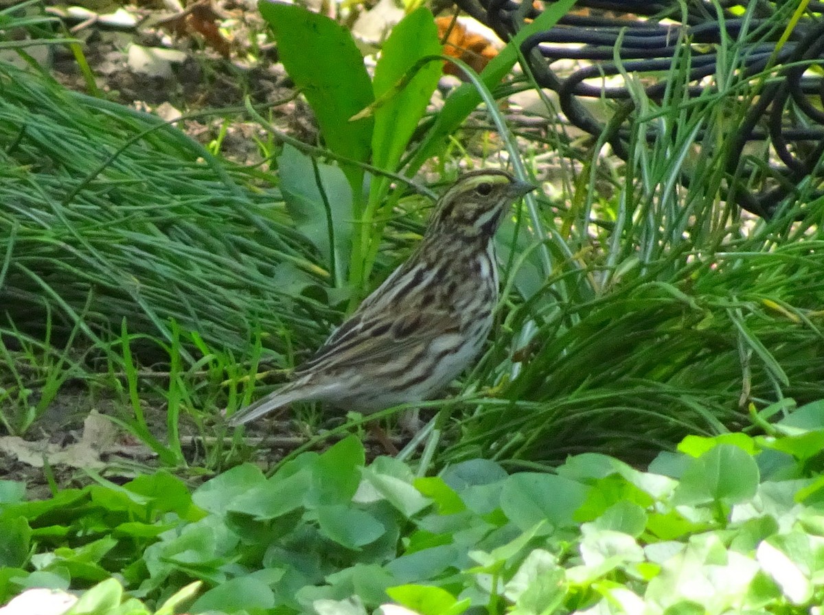 Savannah Sparrow - ML56116691