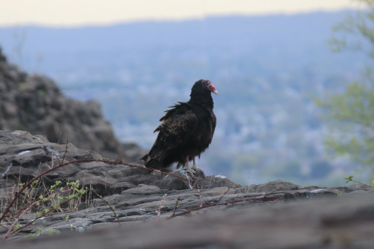 Turkey Vulture - ML561167521