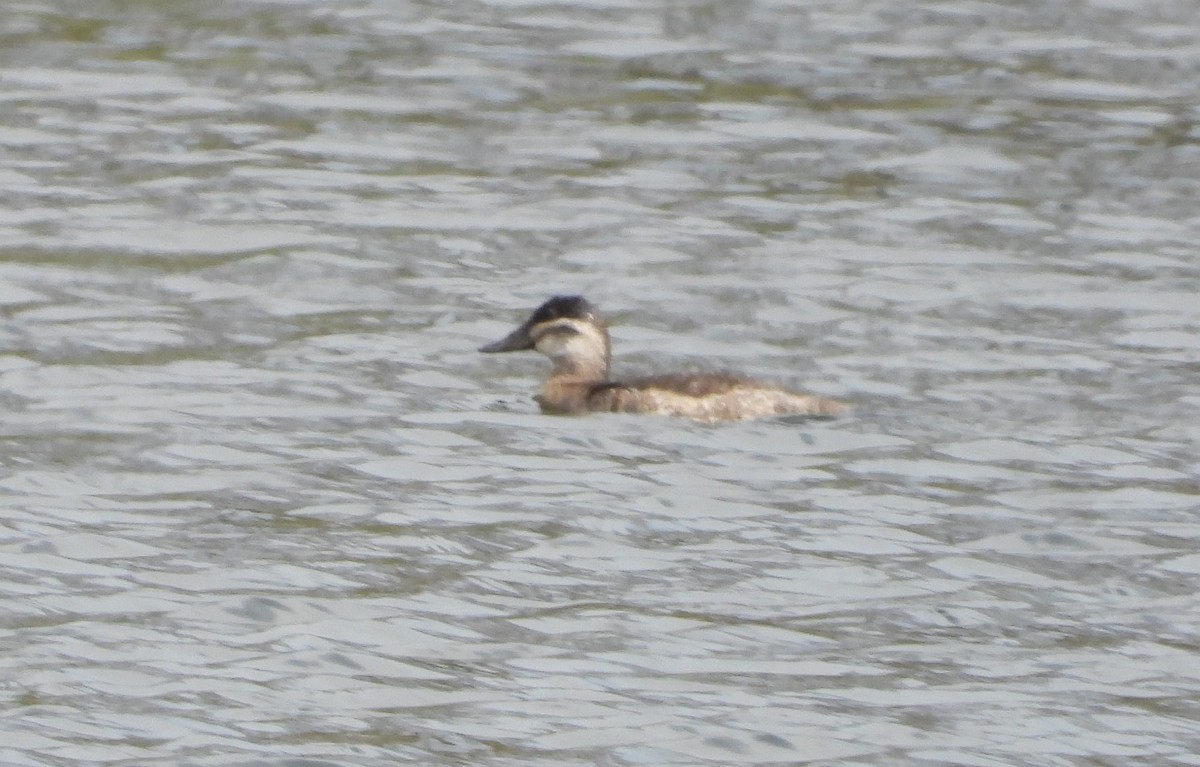 Ruddy Duck - ML561167701