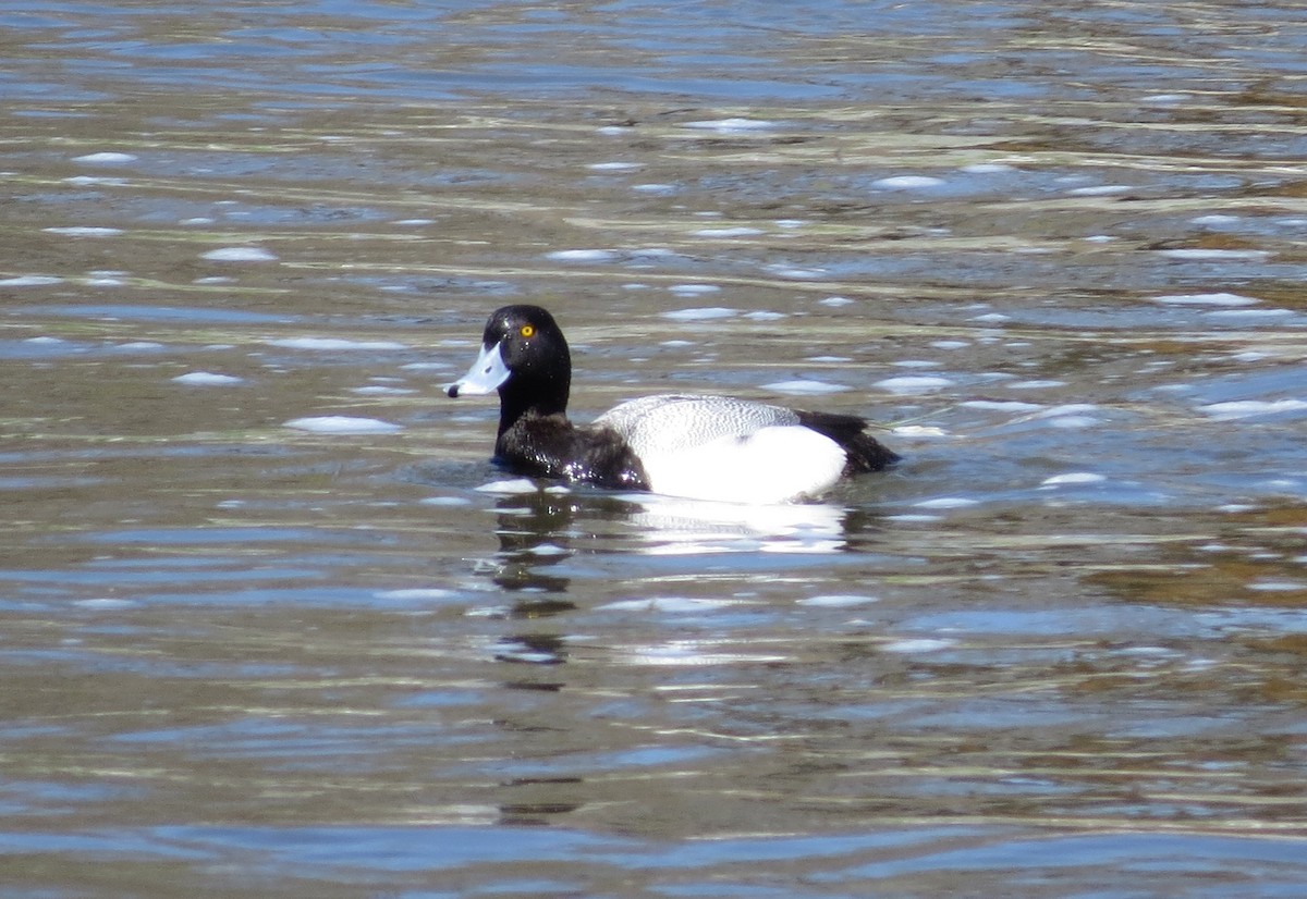 Lesser Scaup - ML56116781