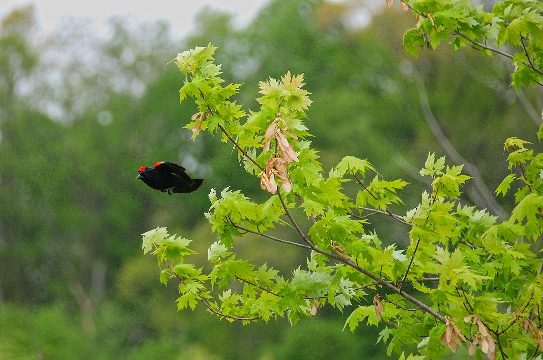 Red-winged Blackbird - ML561167941