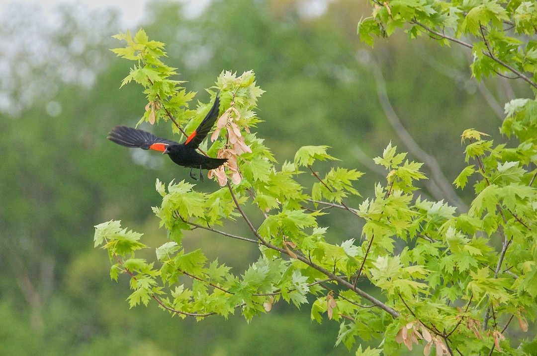 Red-winged Blackbird - ML561167951